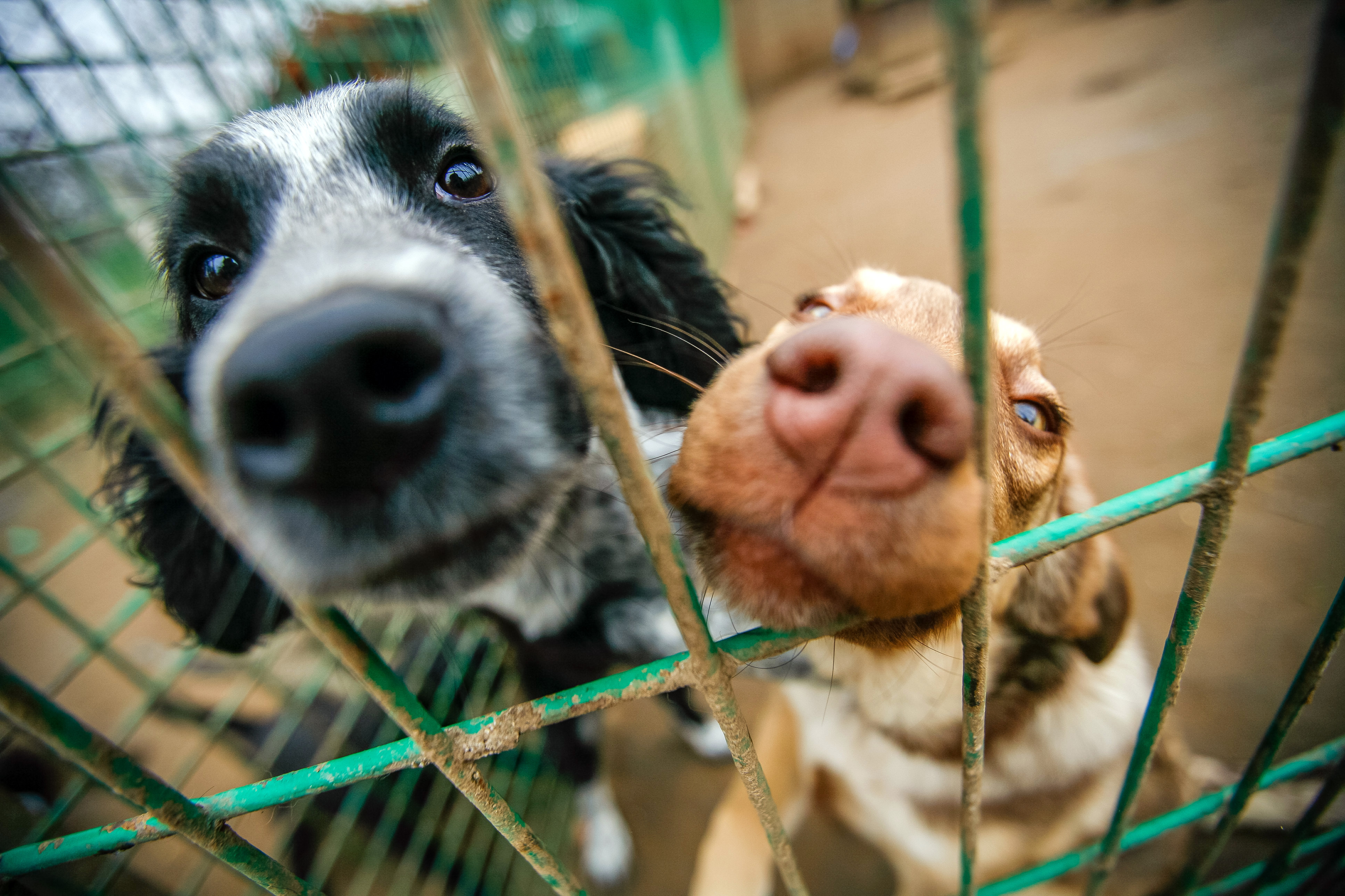 Dogs; Shutterstock