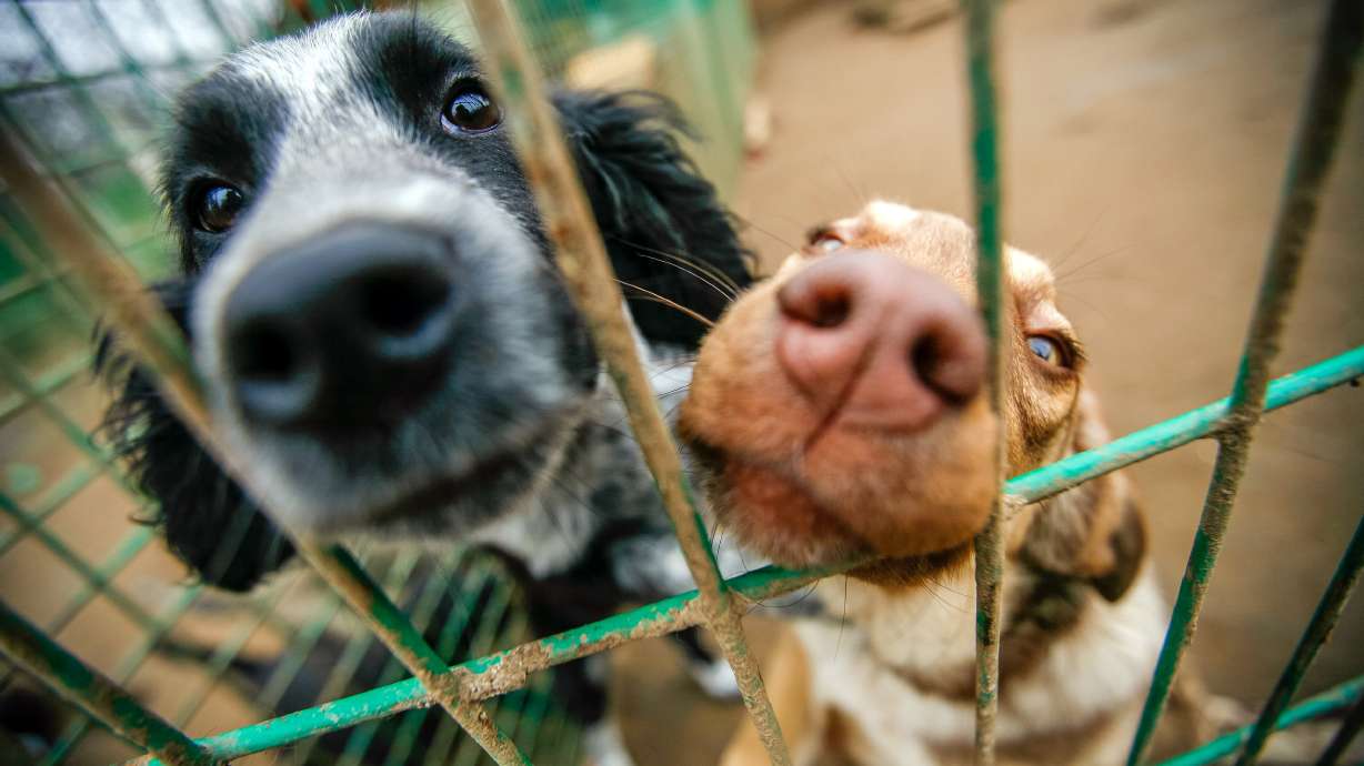 Yuck! Salt Lake City No. 1 in country for heartworm prevalence in dogs