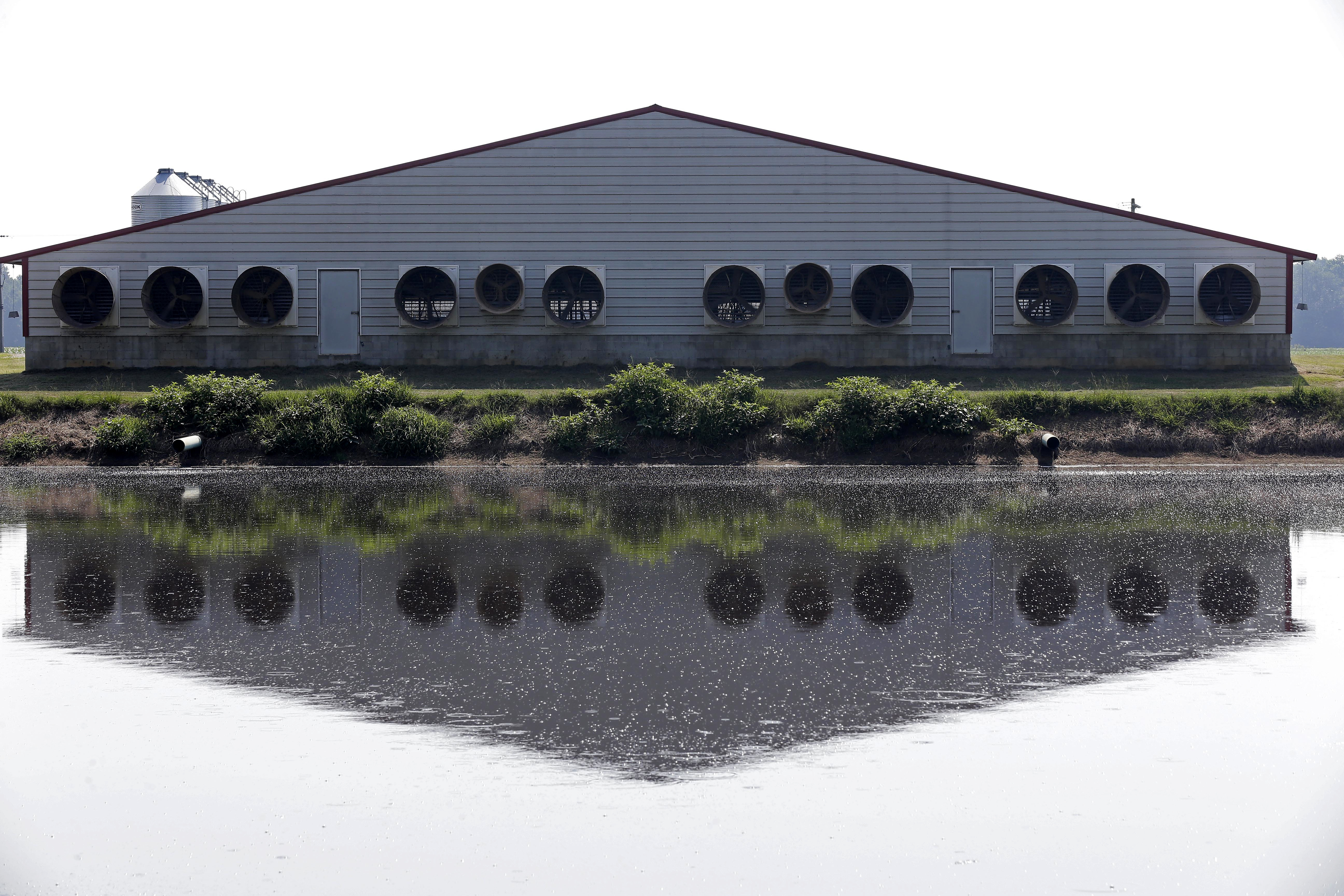 Hogs v. humans: Neighbors fight back against swine waste