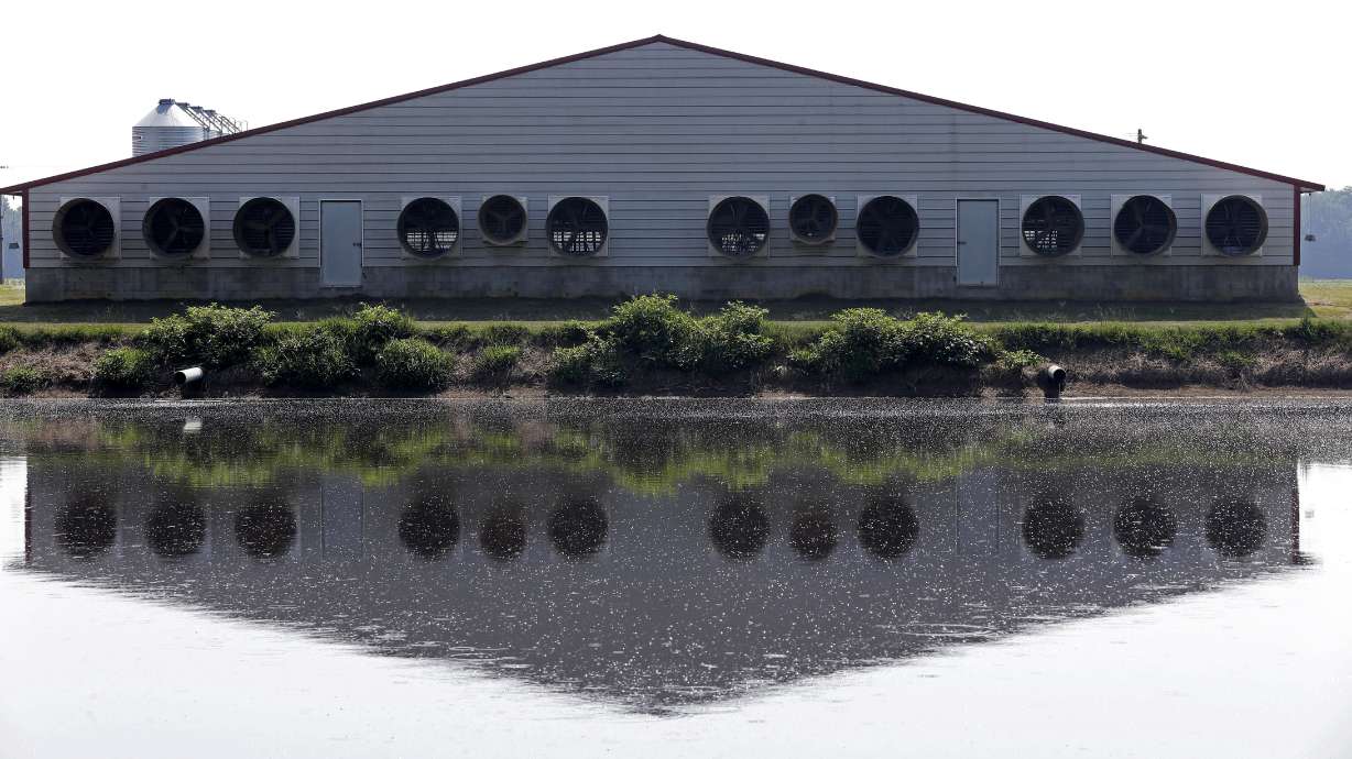 Hogs v. humans: Neighbors fight back against swine waste