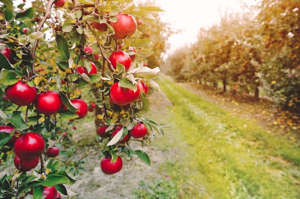 5 types of apples, once thought extinct, are rediscovered