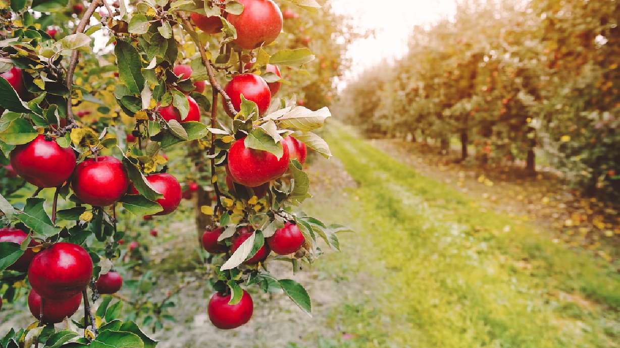 5 types of apples, once thought extinct, are rediscovered