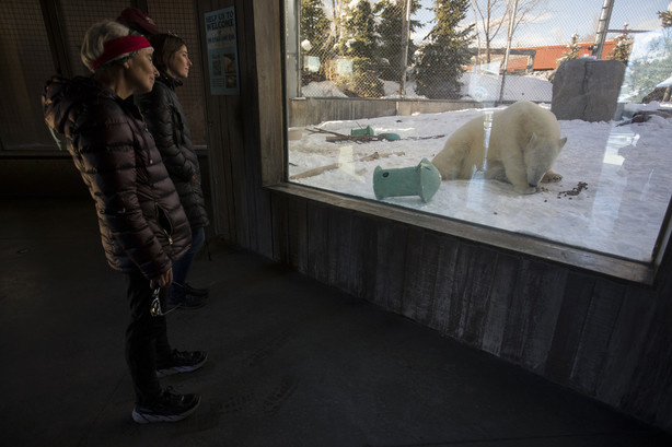 Therese Boeckmann, of Plymouth, Wisconsin, and her daughter, Liz Moore, of Salt Lake City, watch Hope at Utah's Hogle Zoo in Salt Lake City on Monday, March 5, 2018. Hope is helping Nora, the zoo's other polar bear, cope with a tragic early life marred by rejection, disease and death. (Photo: Jacob Wiegand, KSL)