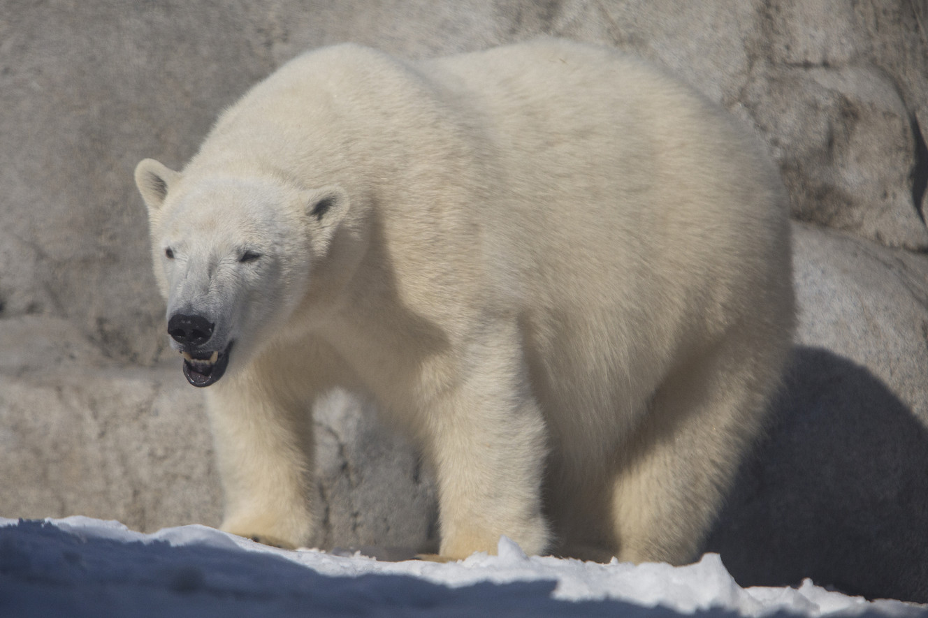 Hope, a polar bear born at Ohio's Toledo Zoo, is pictured in her enclosure at Utah's Hogle Zoo in Salt Lake City on Monday, March 5, 2018. Hope is helping Nora, the zoo's other polar bear, cope with a tragic early life marred by rejection, disease and death. (Photo: Jacob Wiegand, KSL)