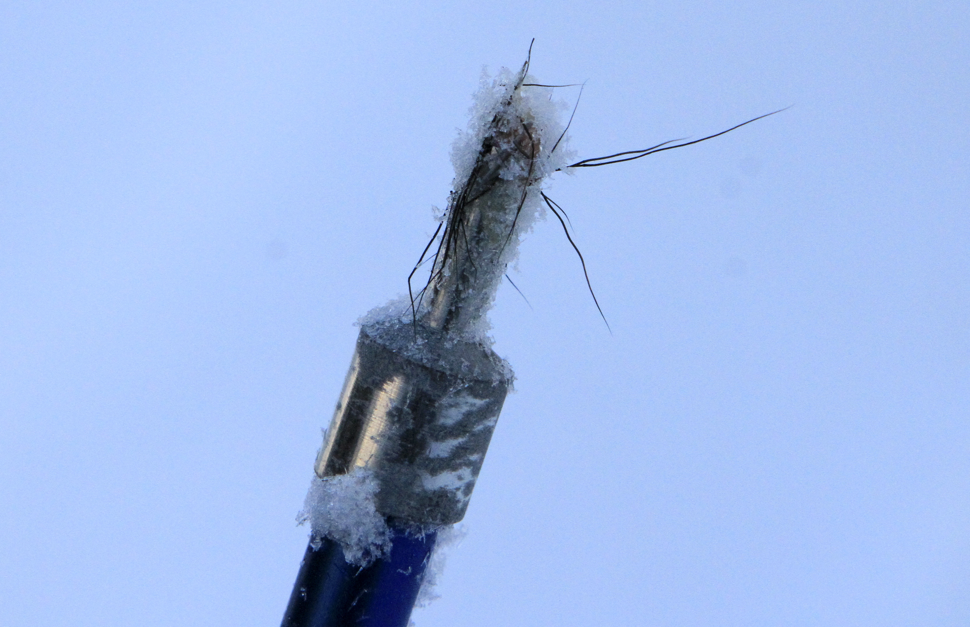 Biologists turn to citizens, DNA to count urban Alaska moose