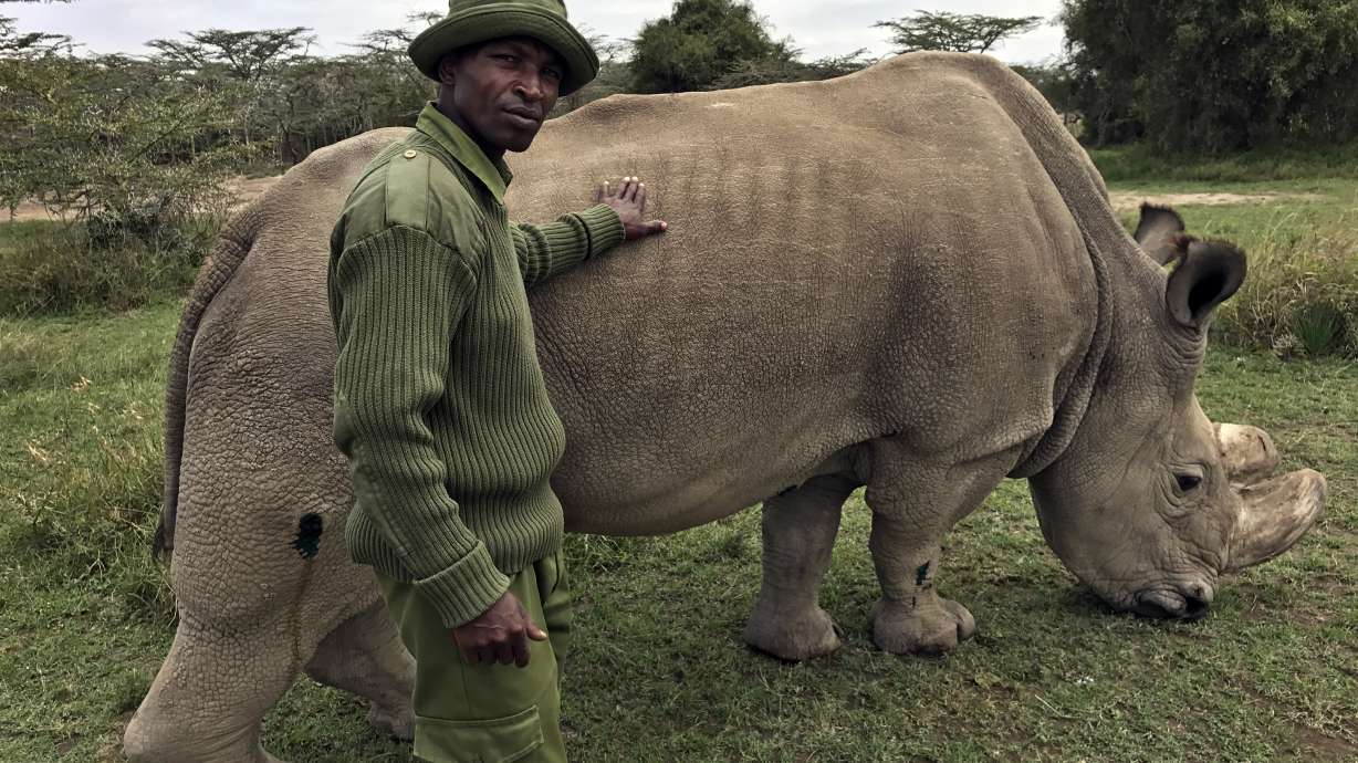 Scientists hope to save northern white rhino from extinction