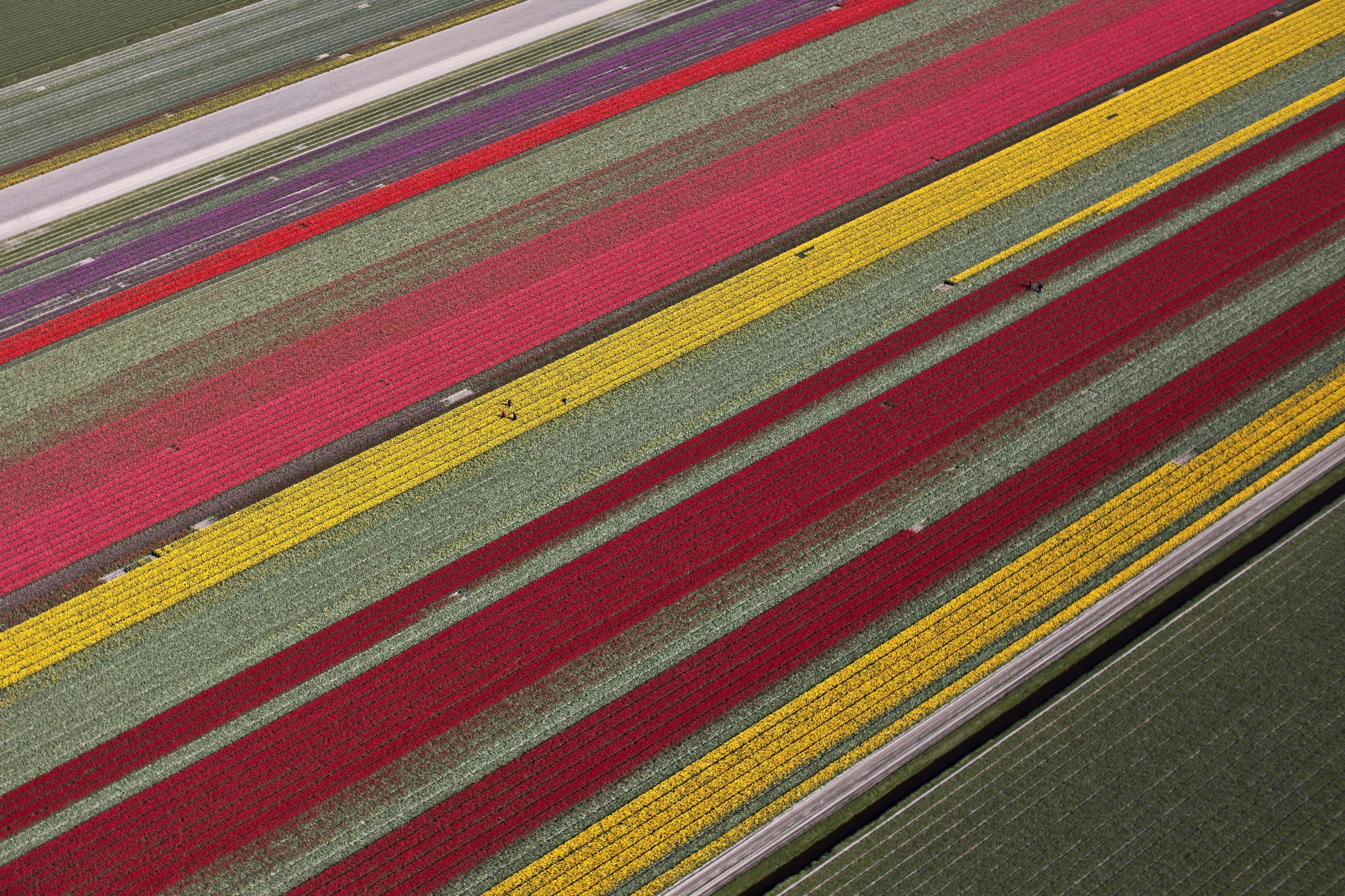 Nature's pageantry on display during Dutch tulip season