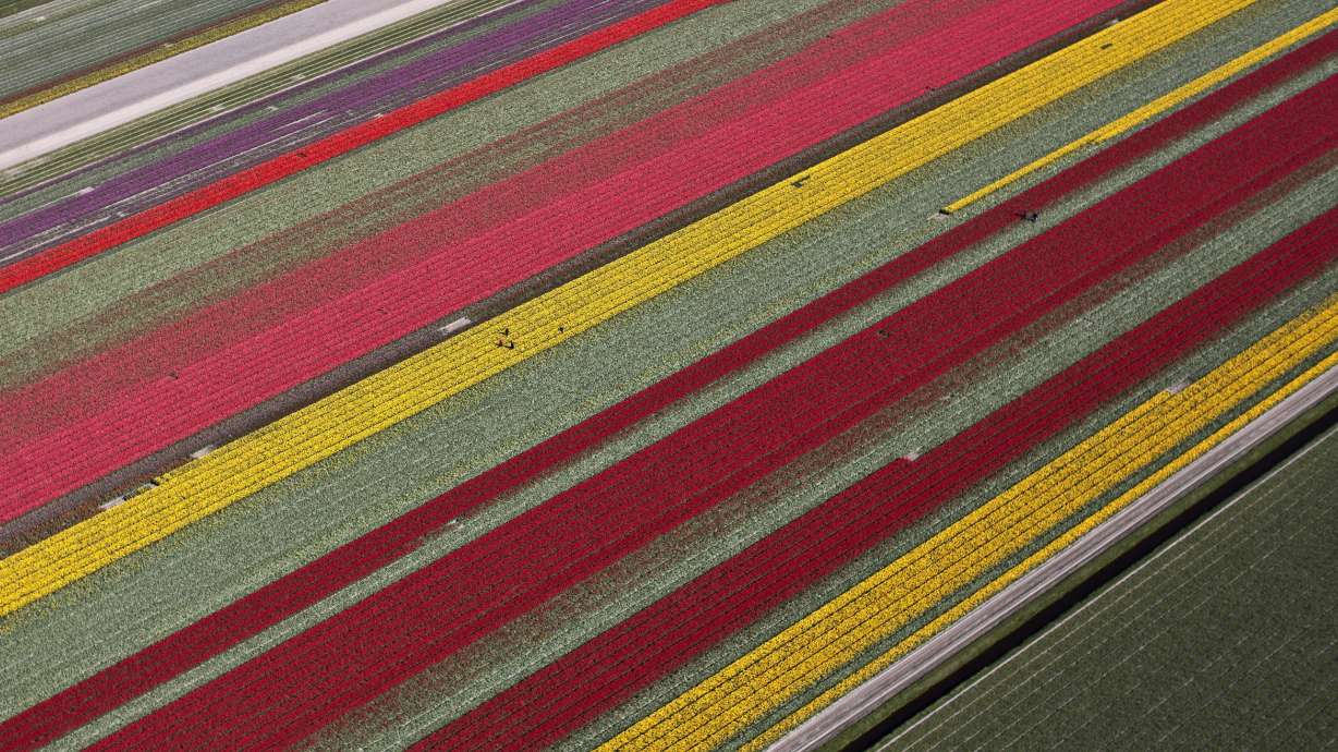 Nature's pageantry on display during Dutch tulip season