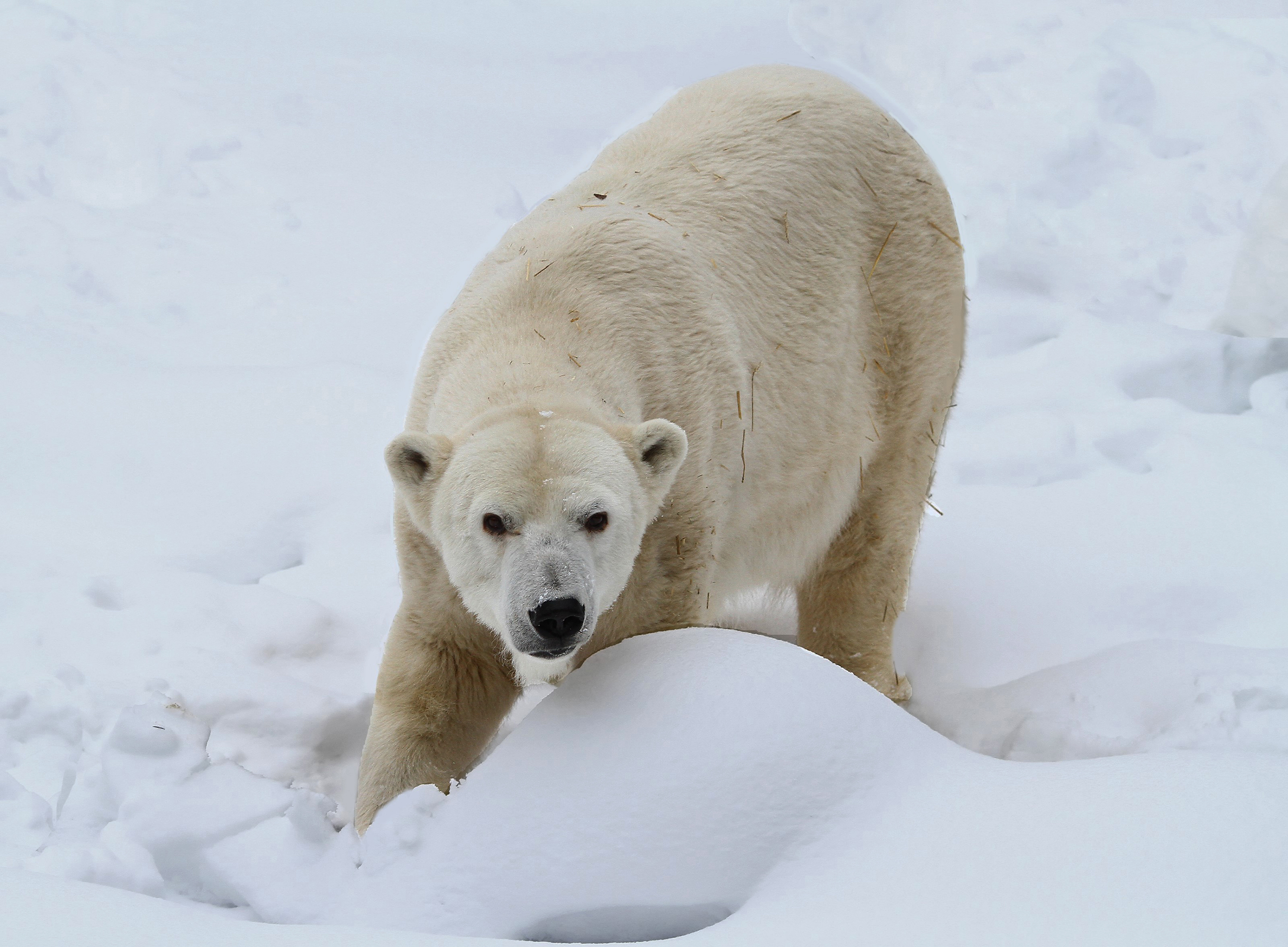 Alaska scientists say polar bear encounters to increase