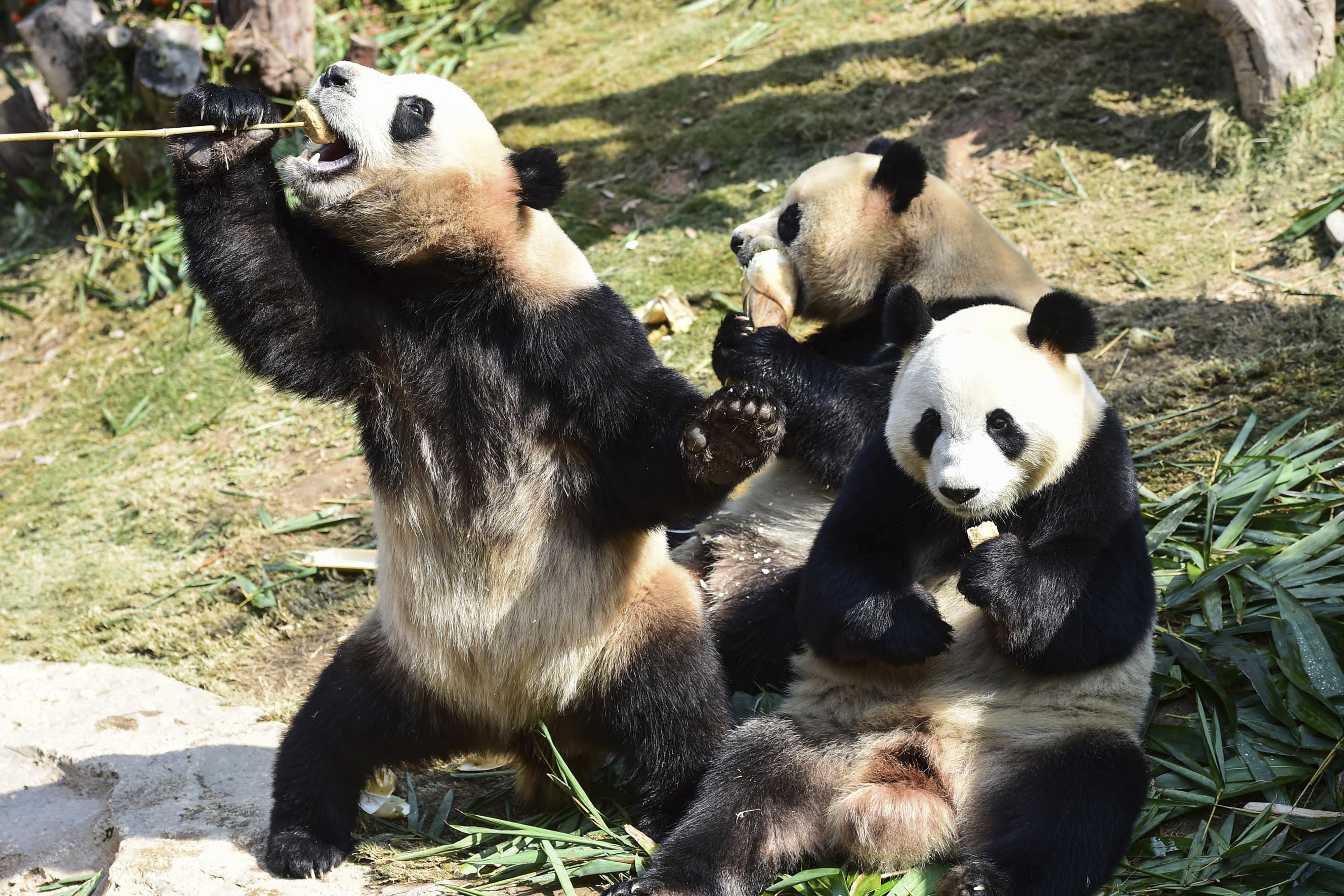 China to build massive $1.5 billion panda conservation area