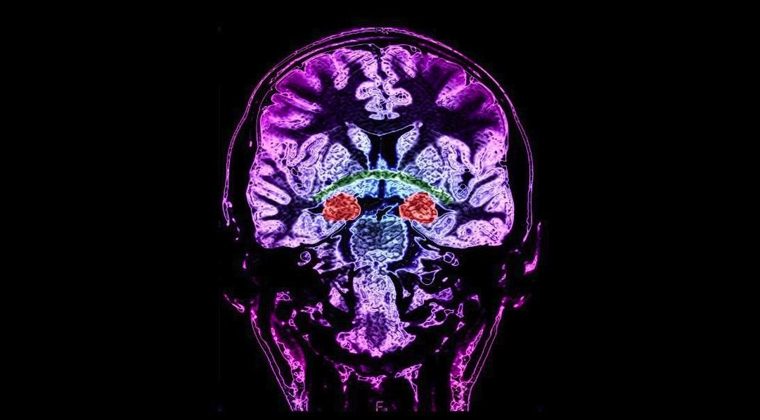 Your brain stopped making new cells at age 13, study claims