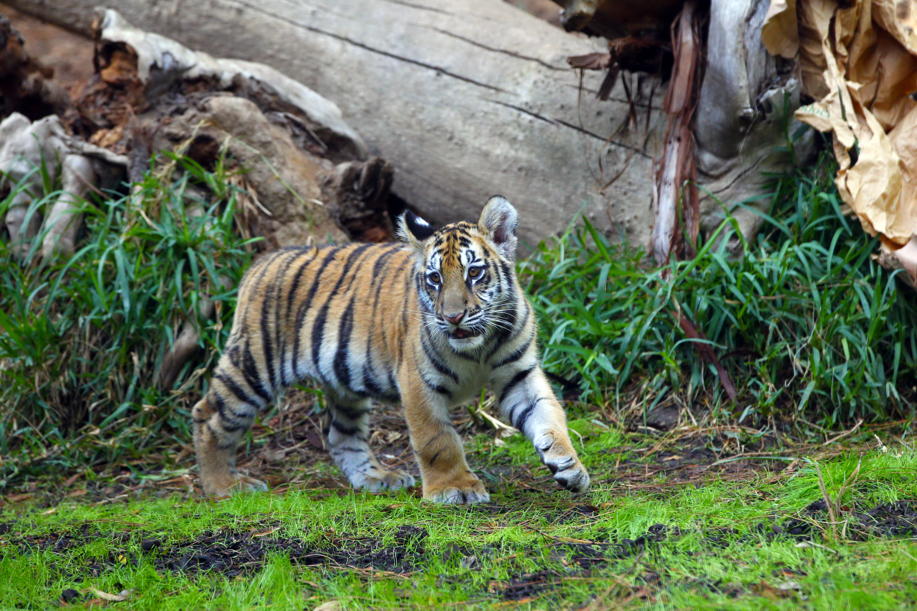 Smuggled tiger undergoes emergency surgery in California