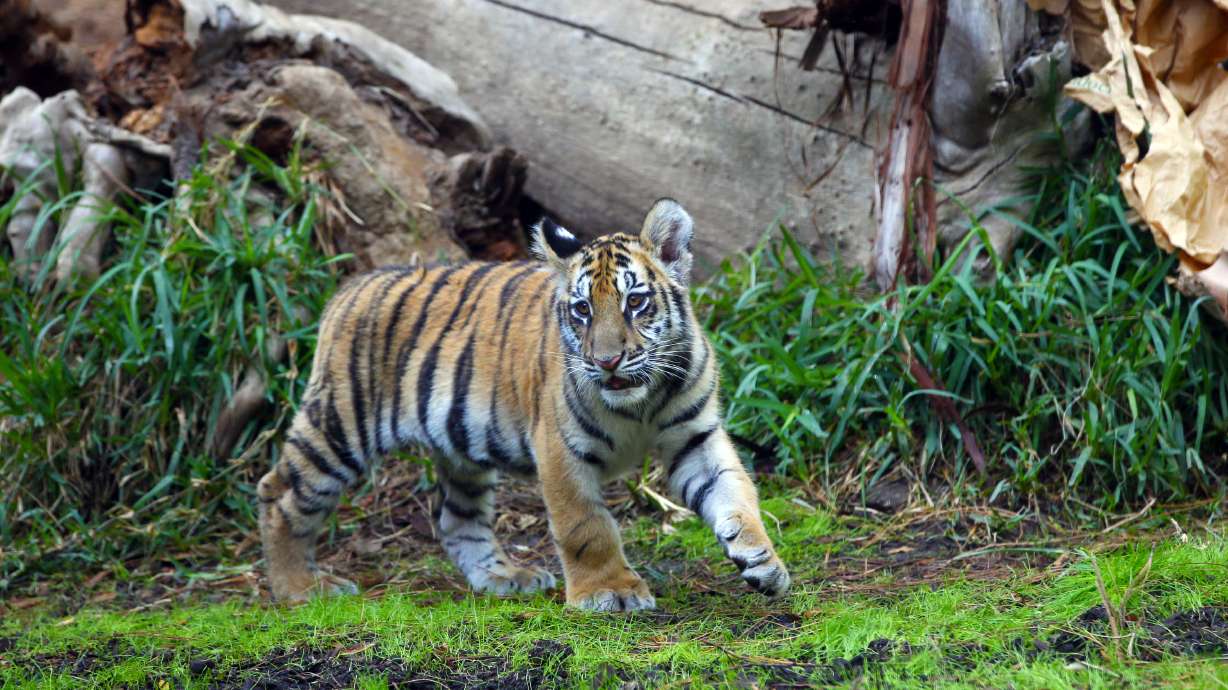 Smuggled tiger undergoes emergency surgery in California