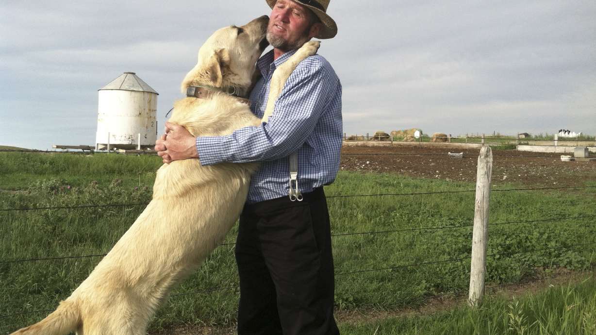 Imported guard dogs deployed as part of US wolf-sheep study