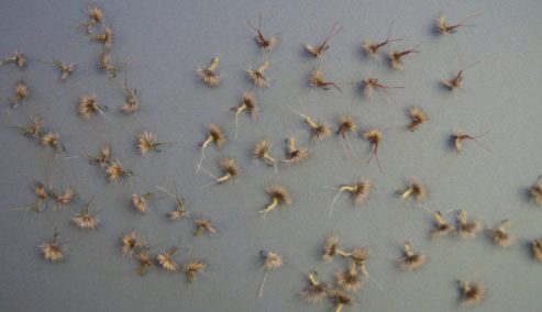 The fly fisher's sure sign of spring: Blue-winged olive mayfly hatches