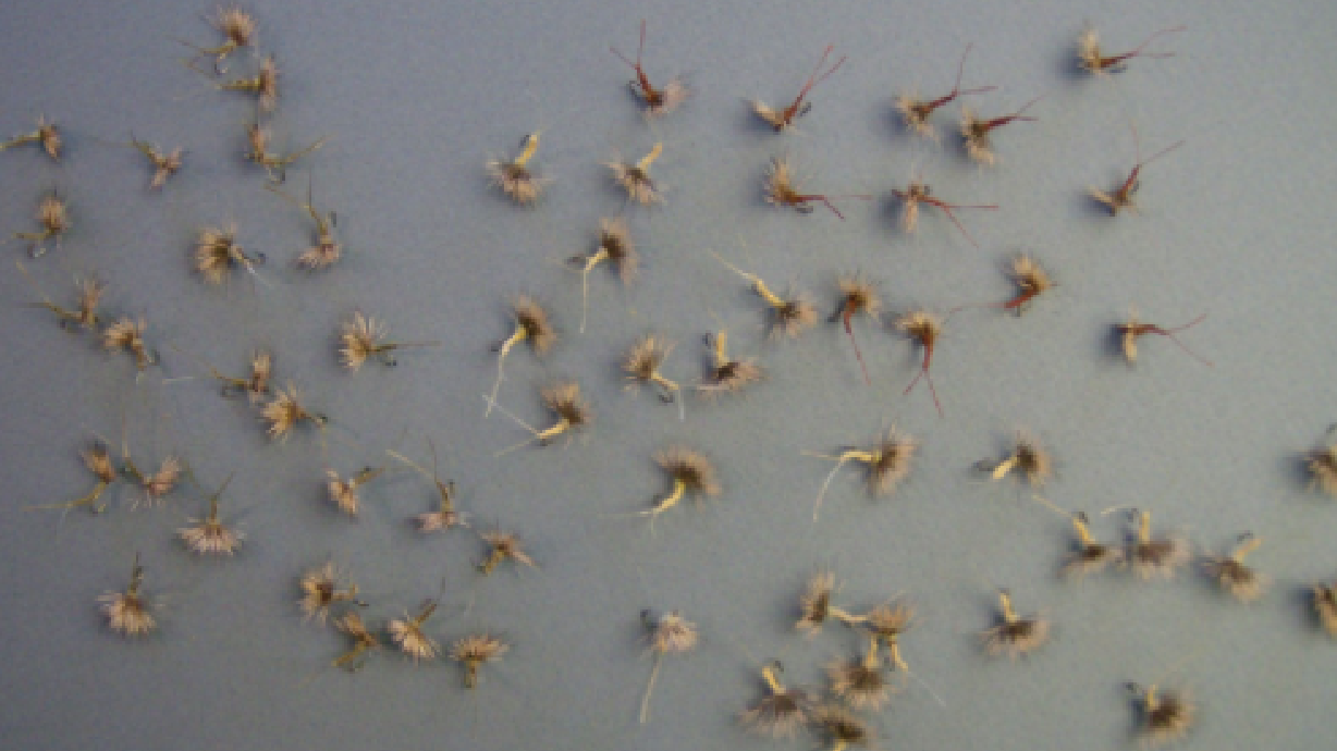 The fly fisher's sure sign of spring: Blue-winged olive mayfly hatches