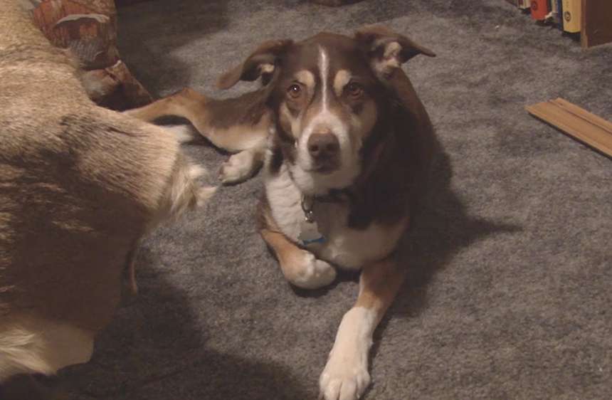 The Orchard’s dog, Spanky, rests at home during March 2018. Spanky stayed with Joyce on the couch as the fire spread through the camper. (Photo: Nate Eaton, EastIdahoNews.com)