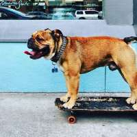 Skateboarding dog teaches owner 'how to be stoked to be alive'