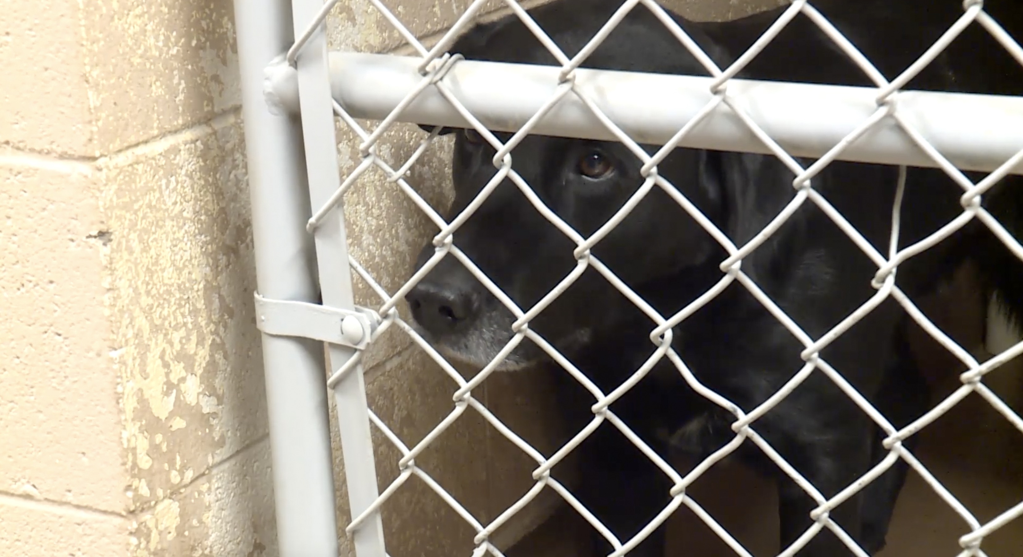 Girl hospitalized after having nose bitten off by dog, police say