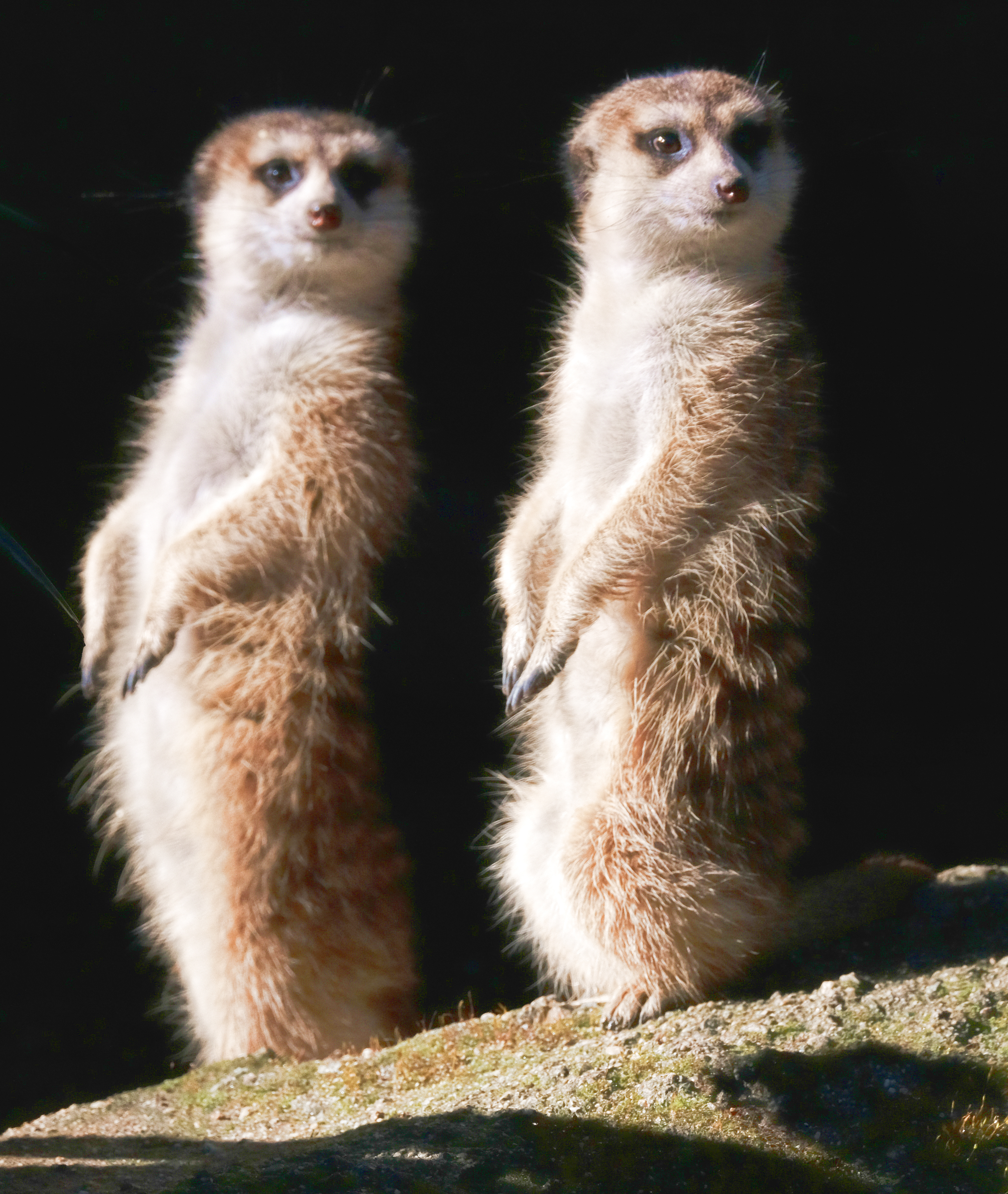 Los Angeles Zoo puts new 'mob' of meerkats on exhibit