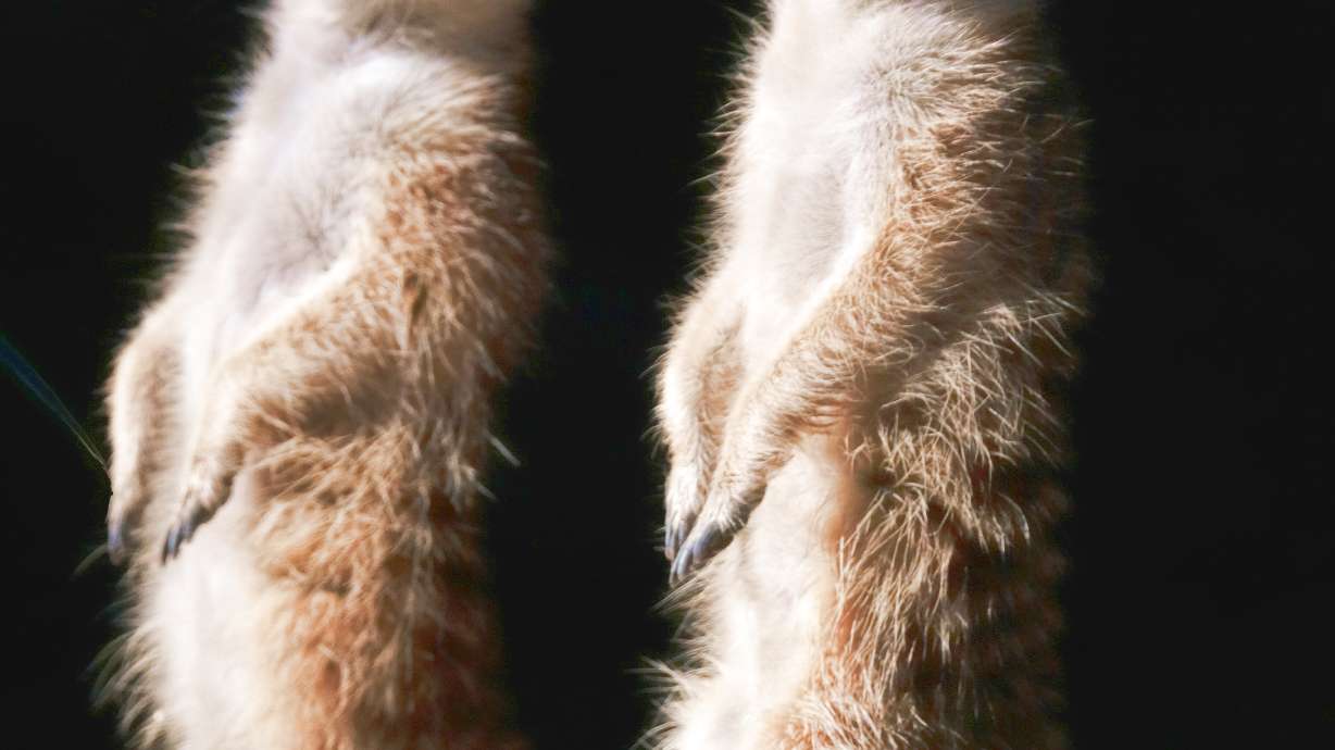 Los Angeles Zoo puts new 'mob' of meerkats on exhibit