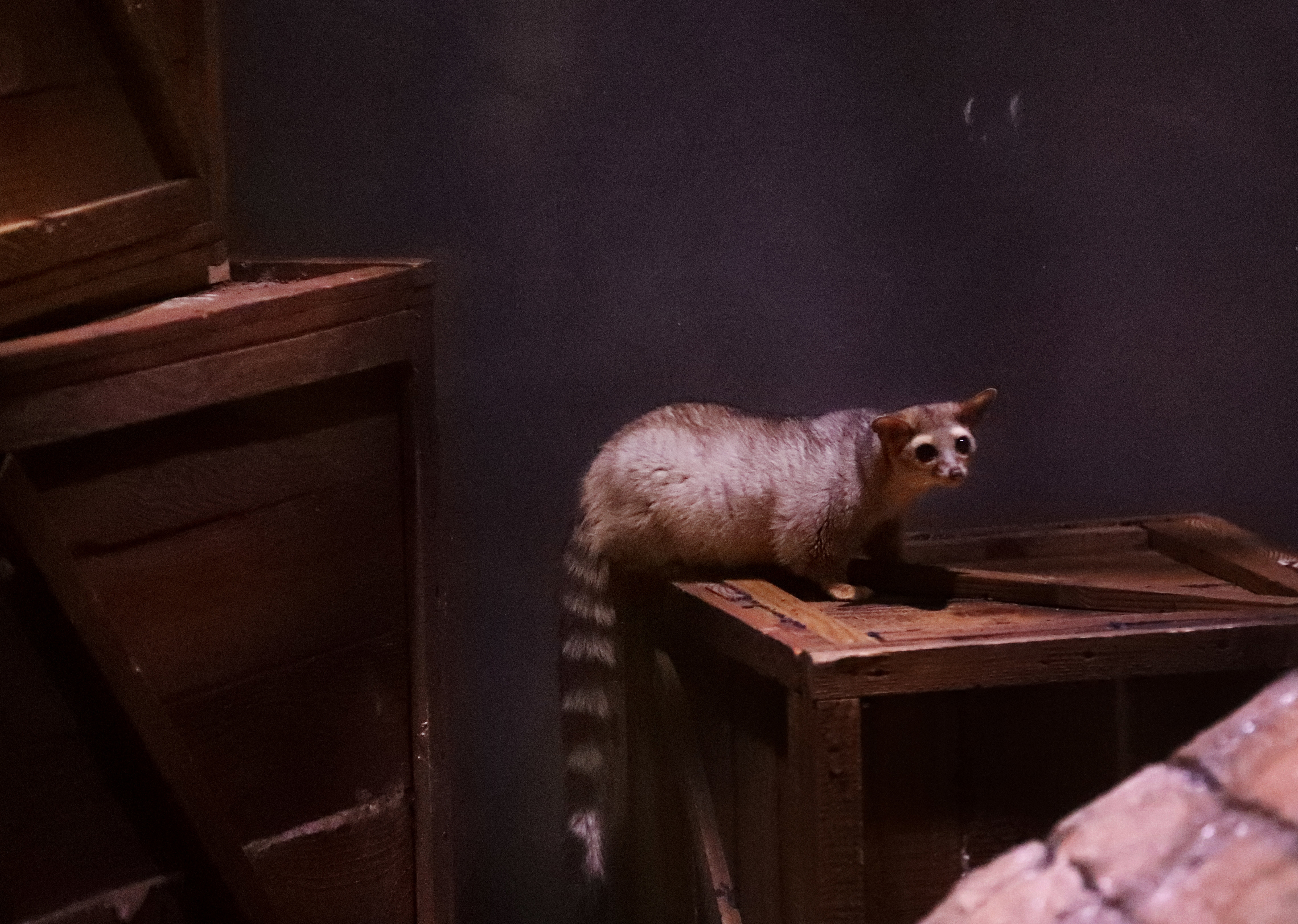 Creatures of the night inhabit Audubon Zoo's newest building