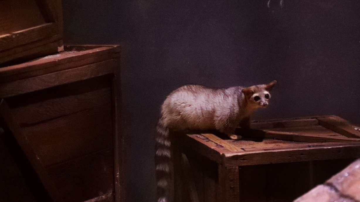 Creatures of the night inhabit Audubon Zoo's newest building