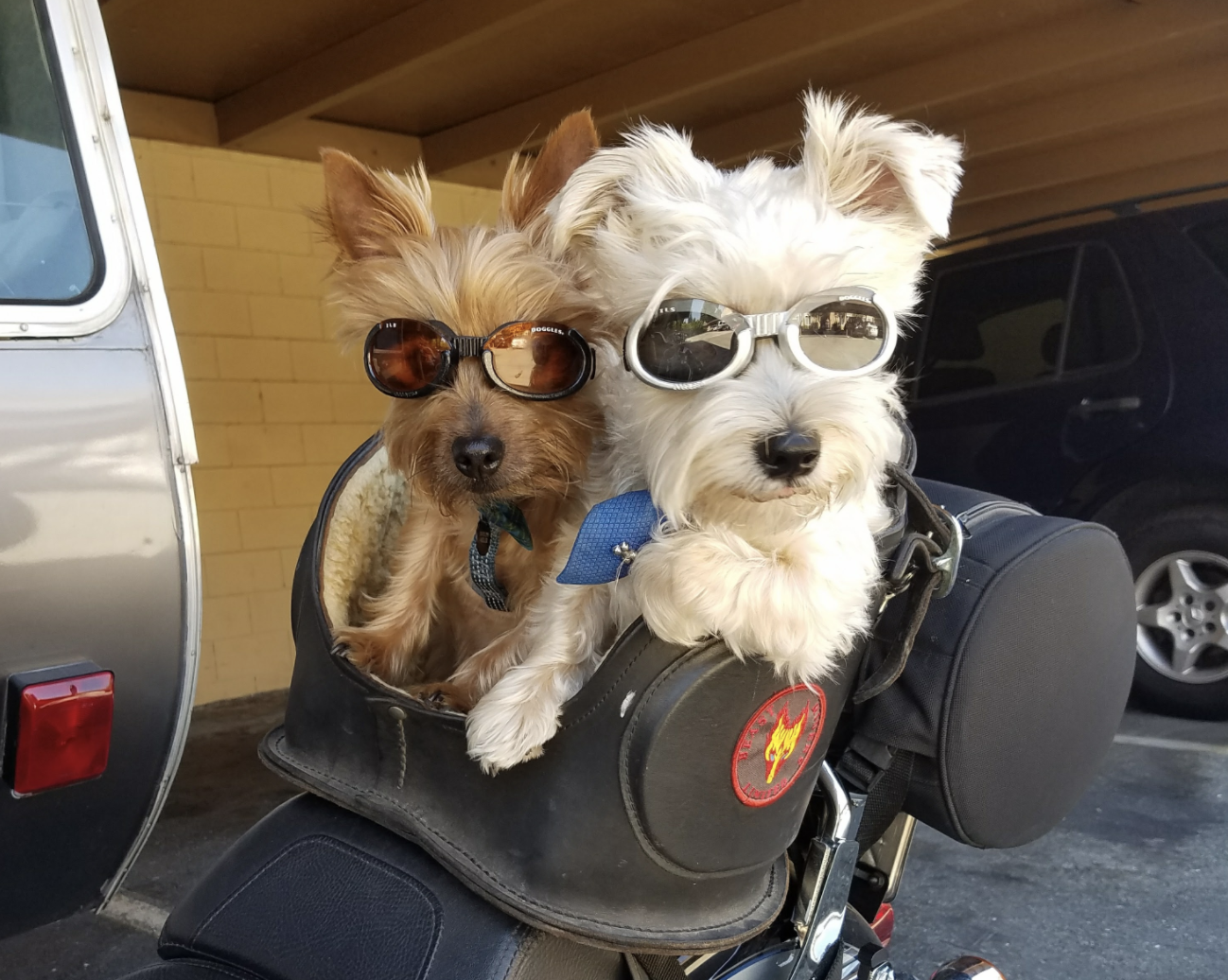 Photos: National Puppy Day 2018