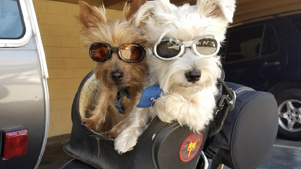 Photos: National Puppy Day 2018