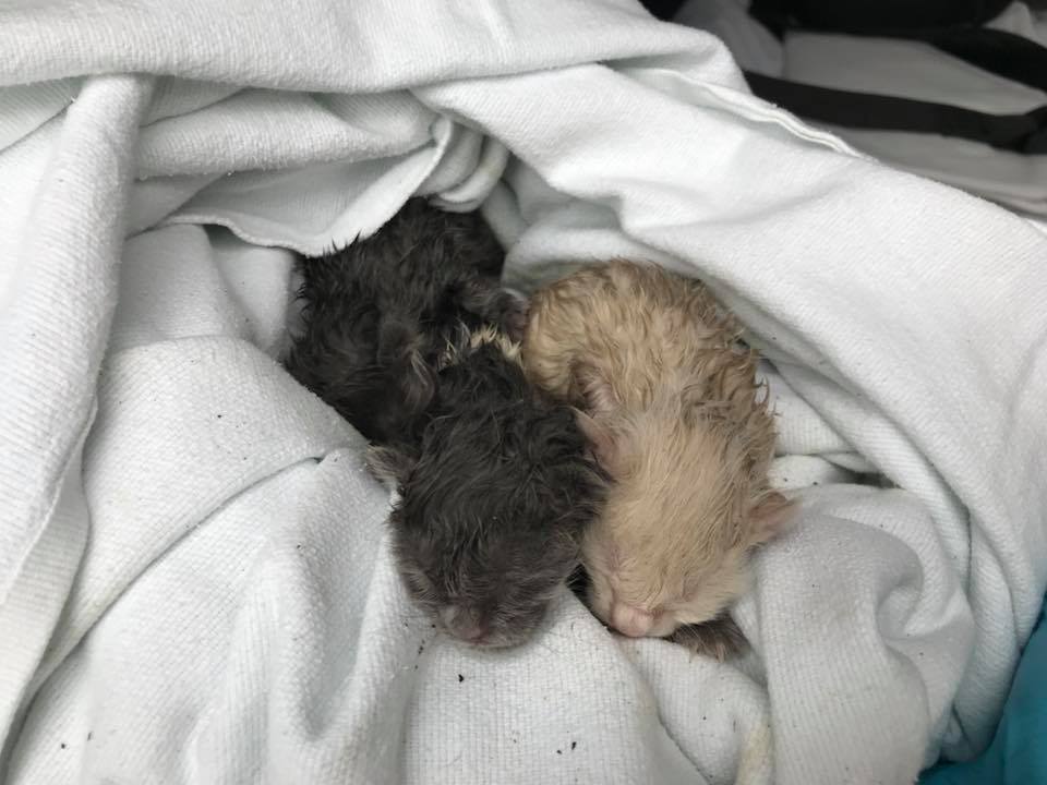 Firefighters rescued seven wet kittens from a fire in Erda on Saturday, March 24, 2018. (Photo: North Tooele Fire District)