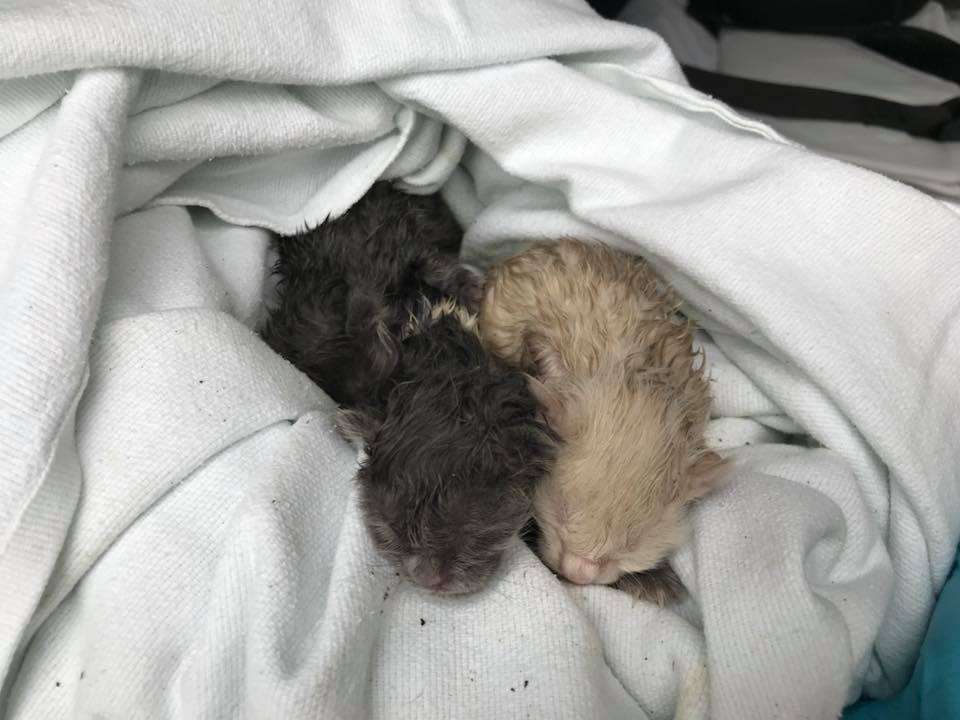 Firefighters rescued seven wet kittens from a fire in Erda on Saturday, March 24, 2018. (Photo: North Tooele Fire District)