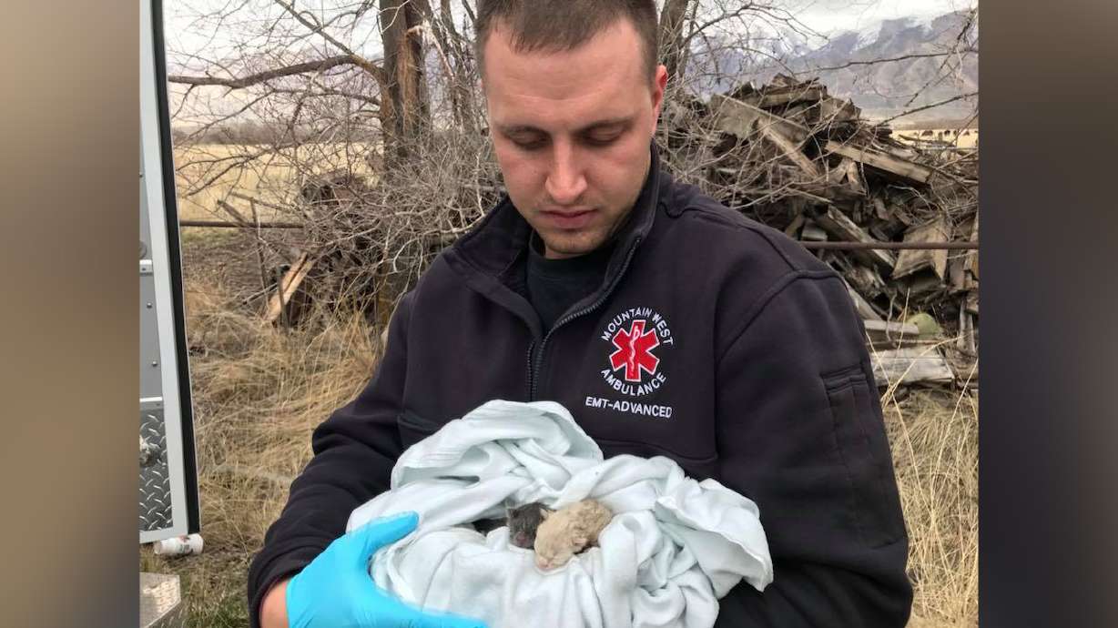 Tooele firefighter hears crying after fire, rescues 7 tiny kittens