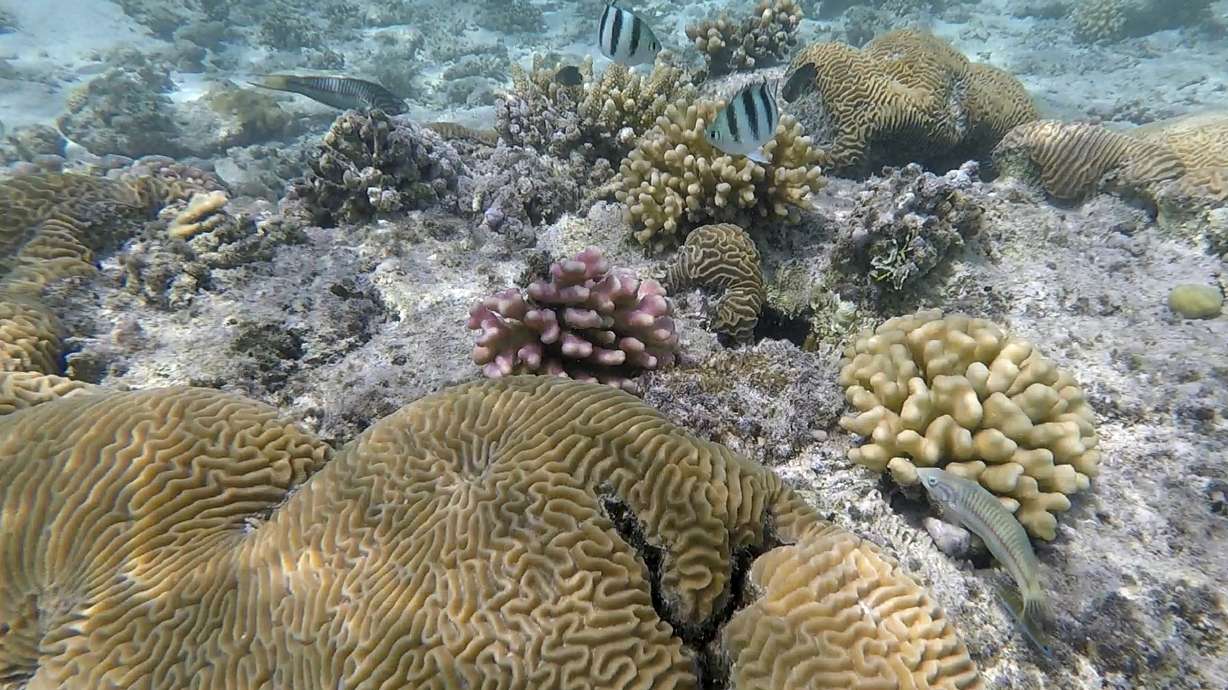 Saudi Arabia's Red Sea divers explore freedoms off the coast