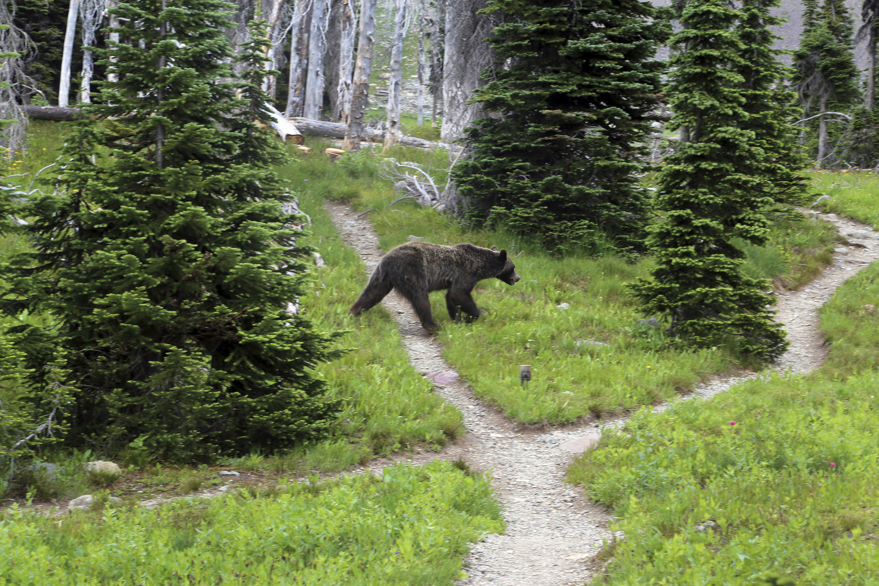 Fierce critic of Wyoming grizzly bear hunt scores license