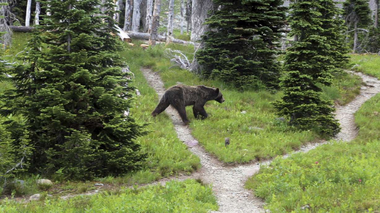 Fierce critic of Wyoming grizzly bear hunt scores license