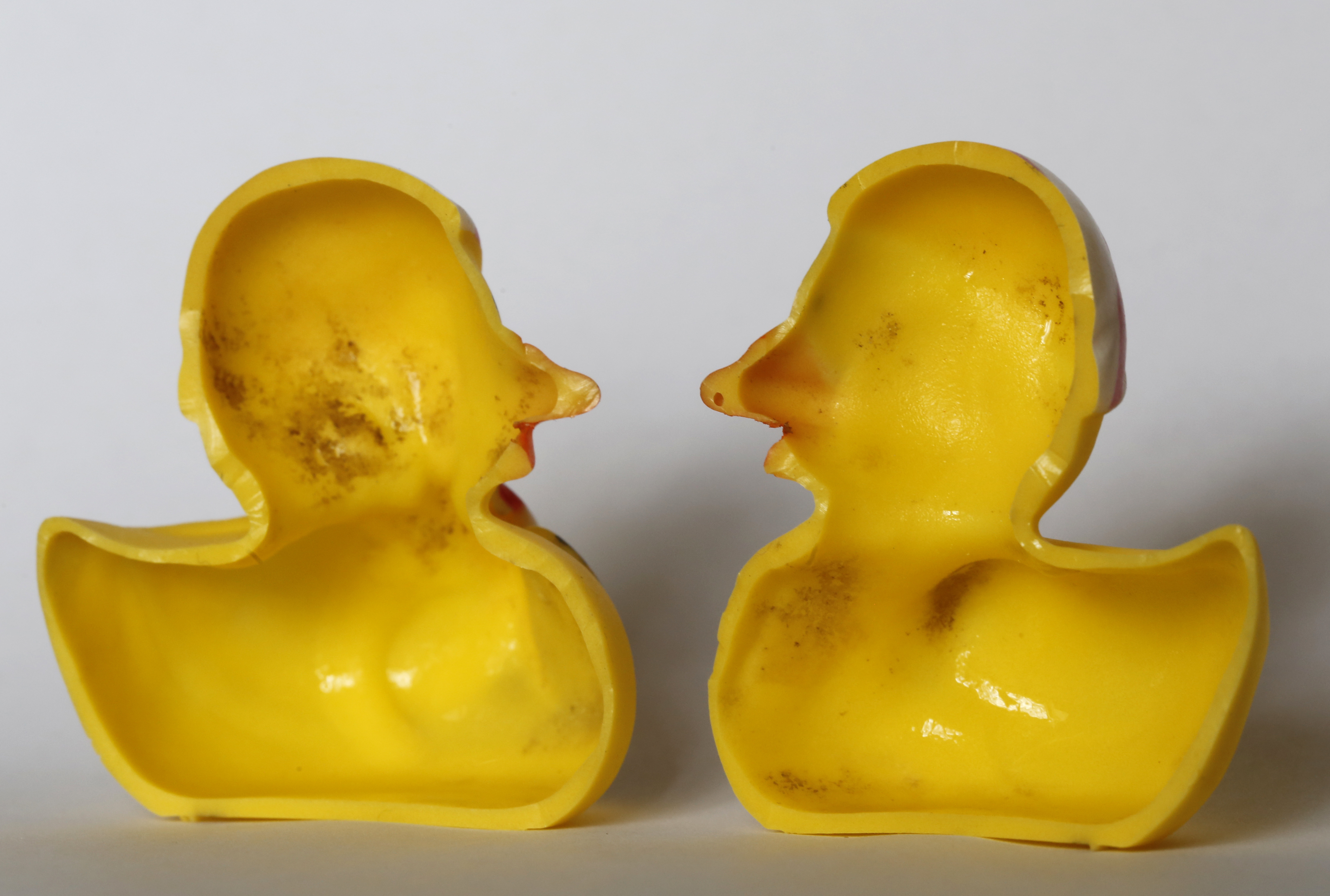 The March 27, 2018 photo shows the inside of a rubber duck after it was cut open for the photo in Nauen, Germany. Swiss researchers now say the cute, yellow bath-time friends harbor a dirty secret: Microbes swimming inside. The Swiss Federal Institute of Aquatic Science and Technology says researchers turned up “dense growths of bacteria and fungi” on the insides of toys like rubber ducks and crocodiles.( AP Photo/Ferdinand Ostrop)