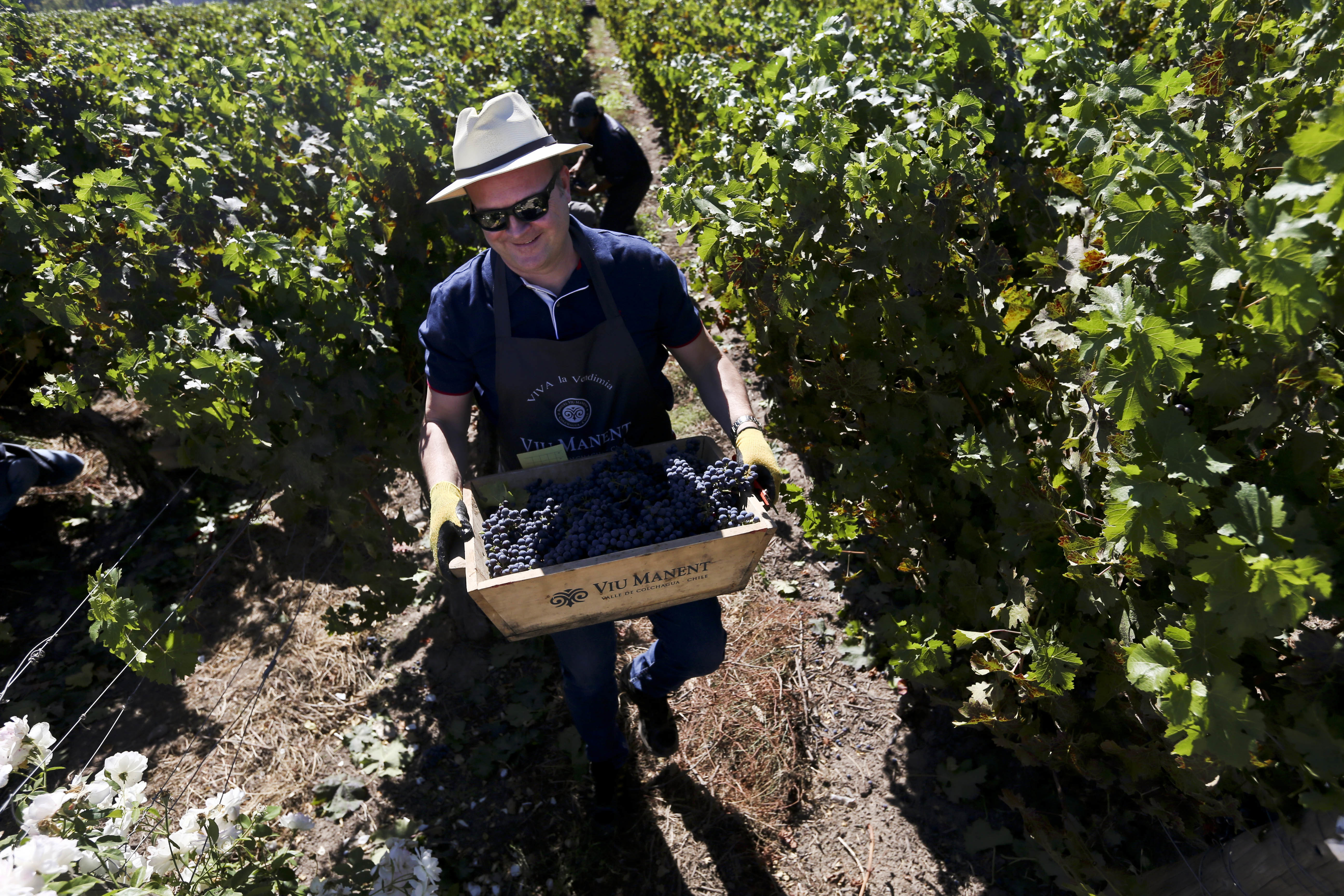 Tourists pick their own grapes at Chile wine harvest fest