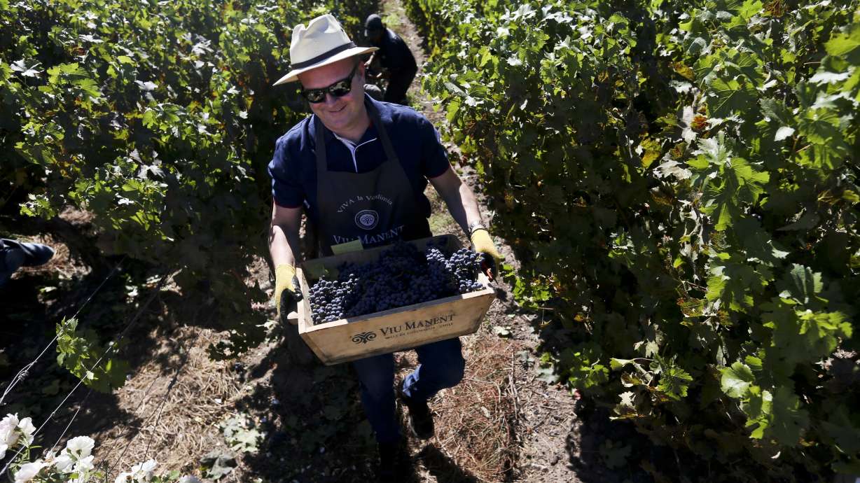 Tourists pick their own grapes at Chile wine harvest fest