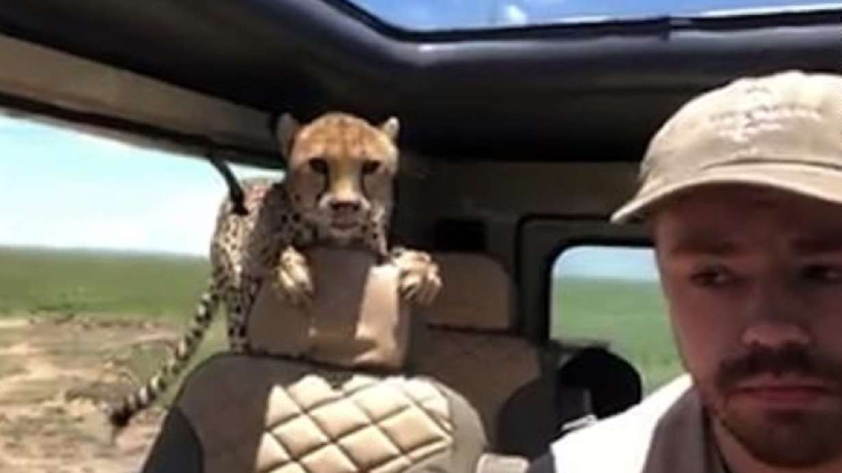 Have You Seen This? Cheetah jumps into man’s car during safari