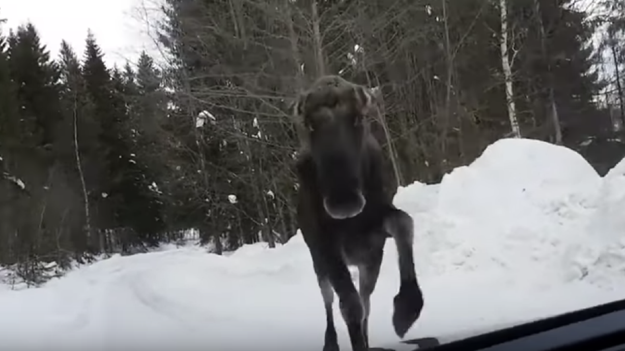Video shows agitated moose ram vehicle | KSL.com