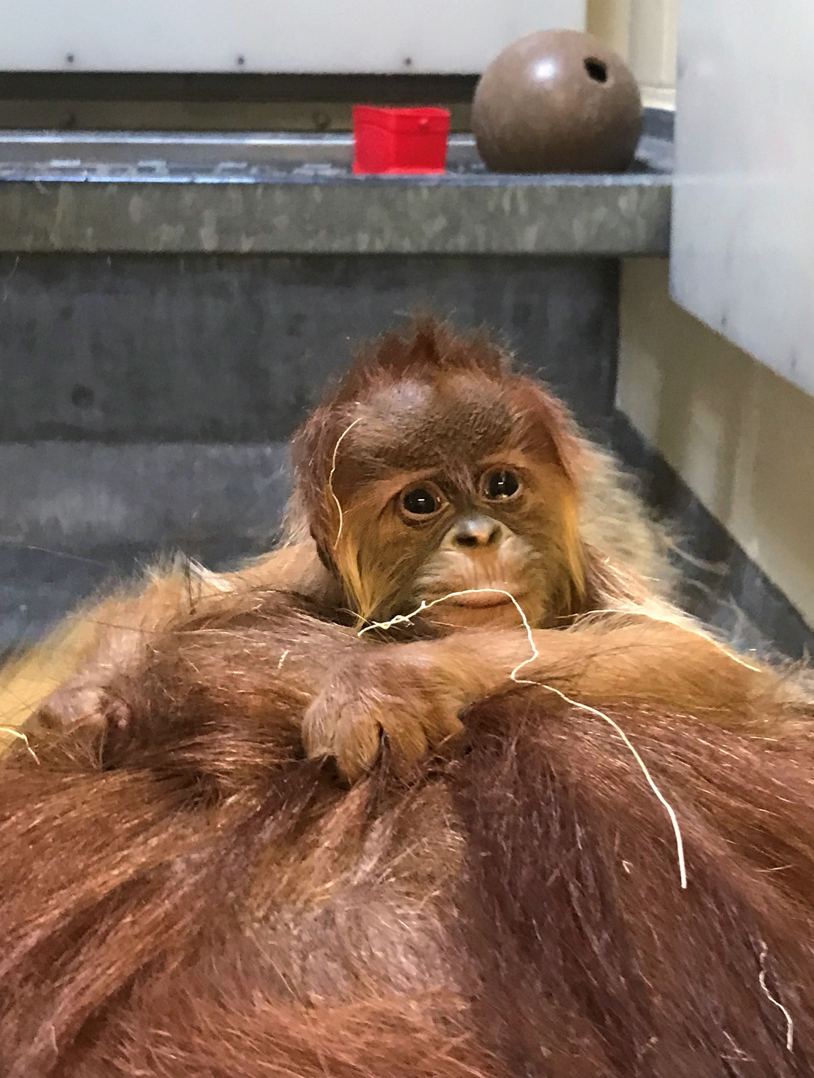 Denver Zoo celebrates birth of Sumatran orangutan