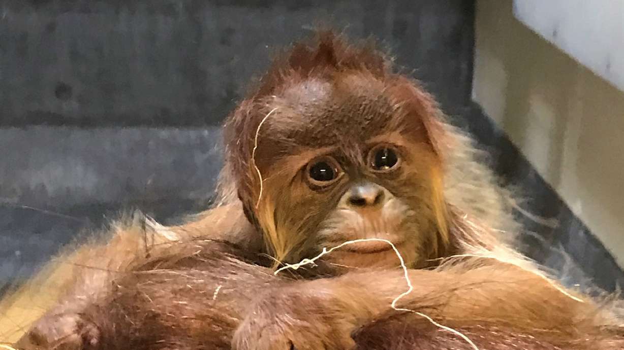 Denver Zoo celebrates birth of Sumatran orangutan