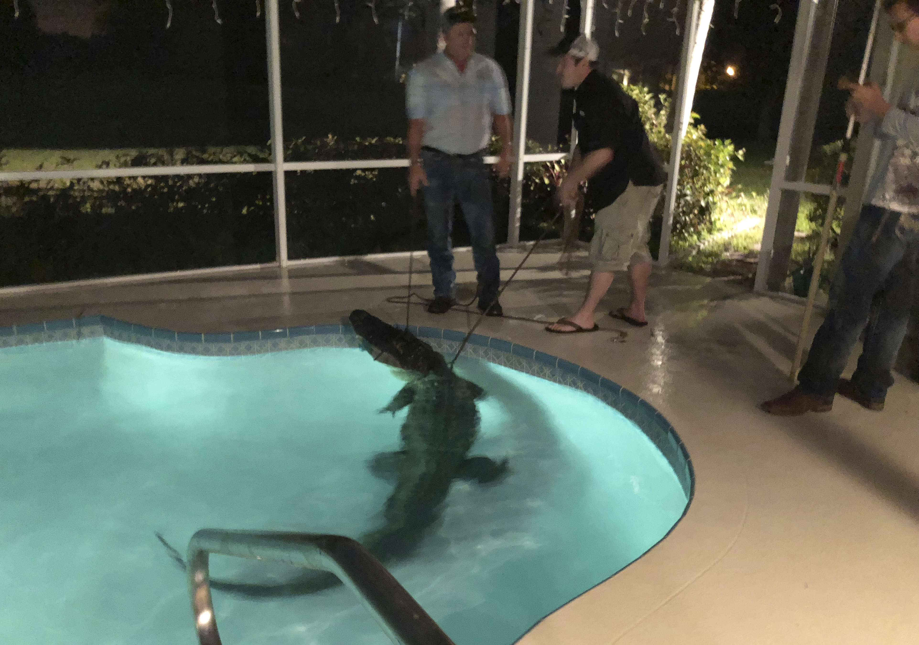 Florida: Gator in backyard pool as reptiles warm to spring