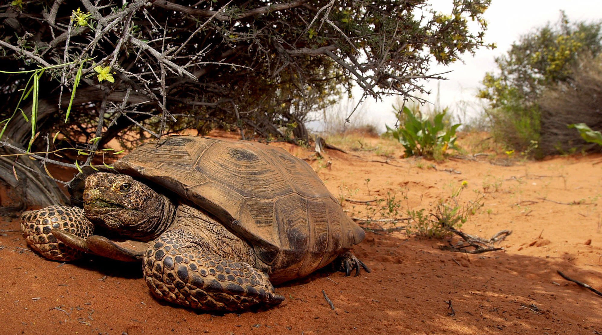 Planned Utah highway sparks concern over threatened tortoise