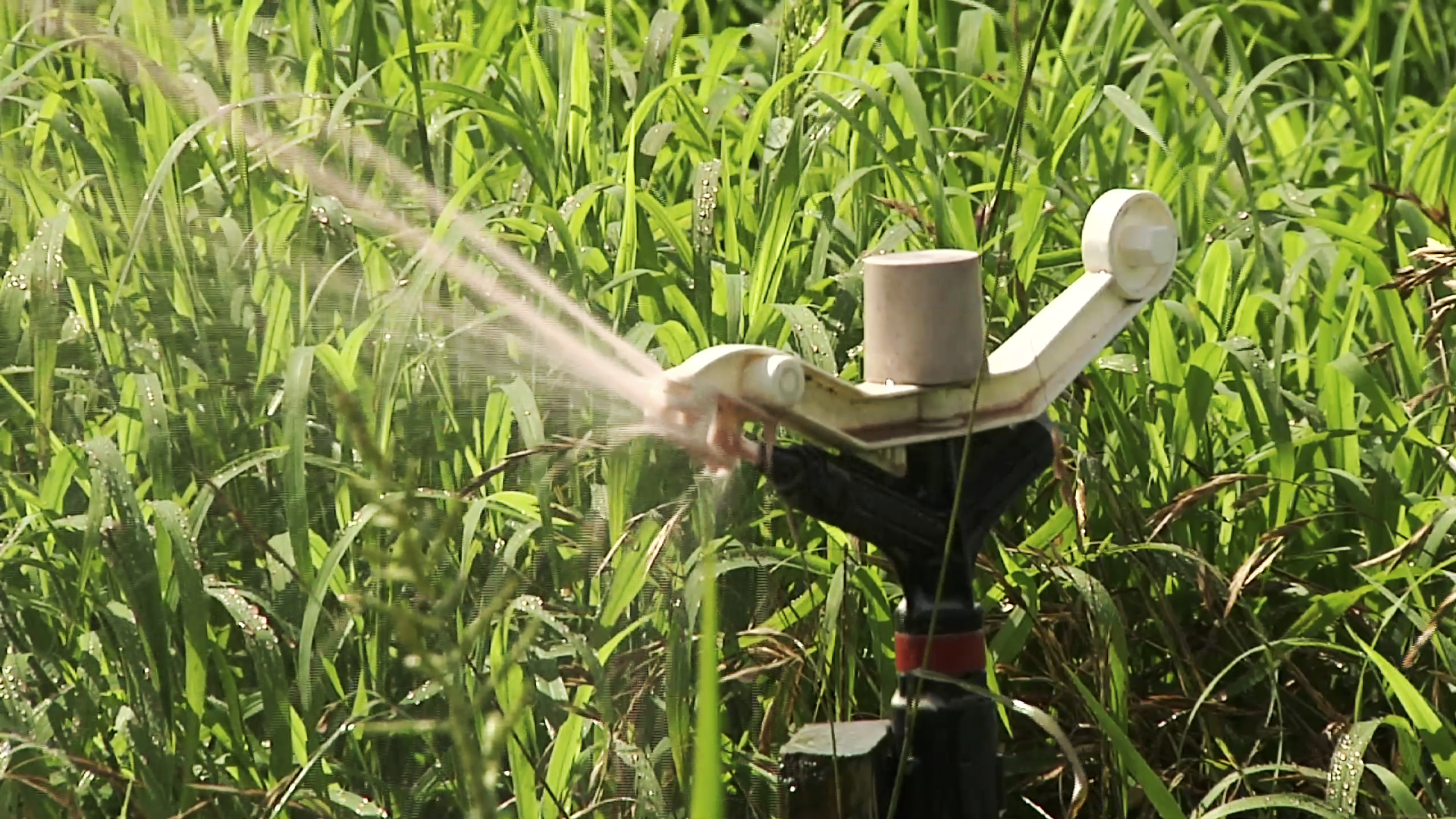 Lawsuit blames pork giant for noxious farm smells