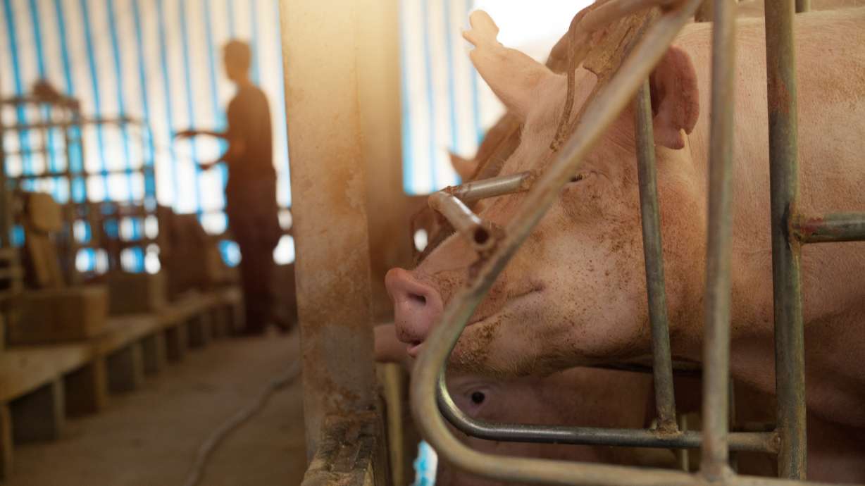 New tariffs could hurt Utah agriculture, food industries