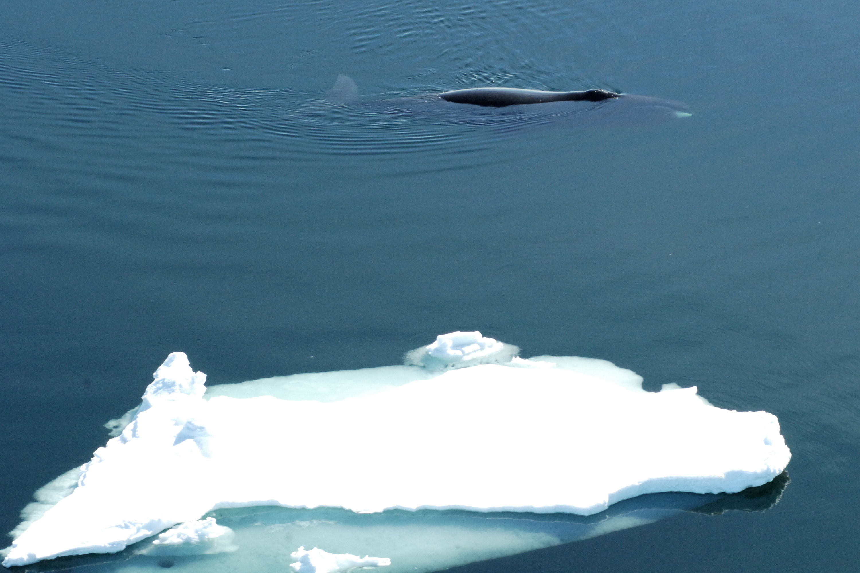 Cool jazz: Bowhead whales improvise when singing, study says