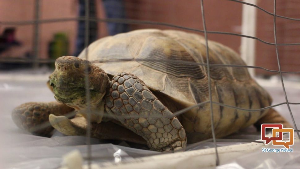 City backs controversial desert tortoise bill despite public outcry