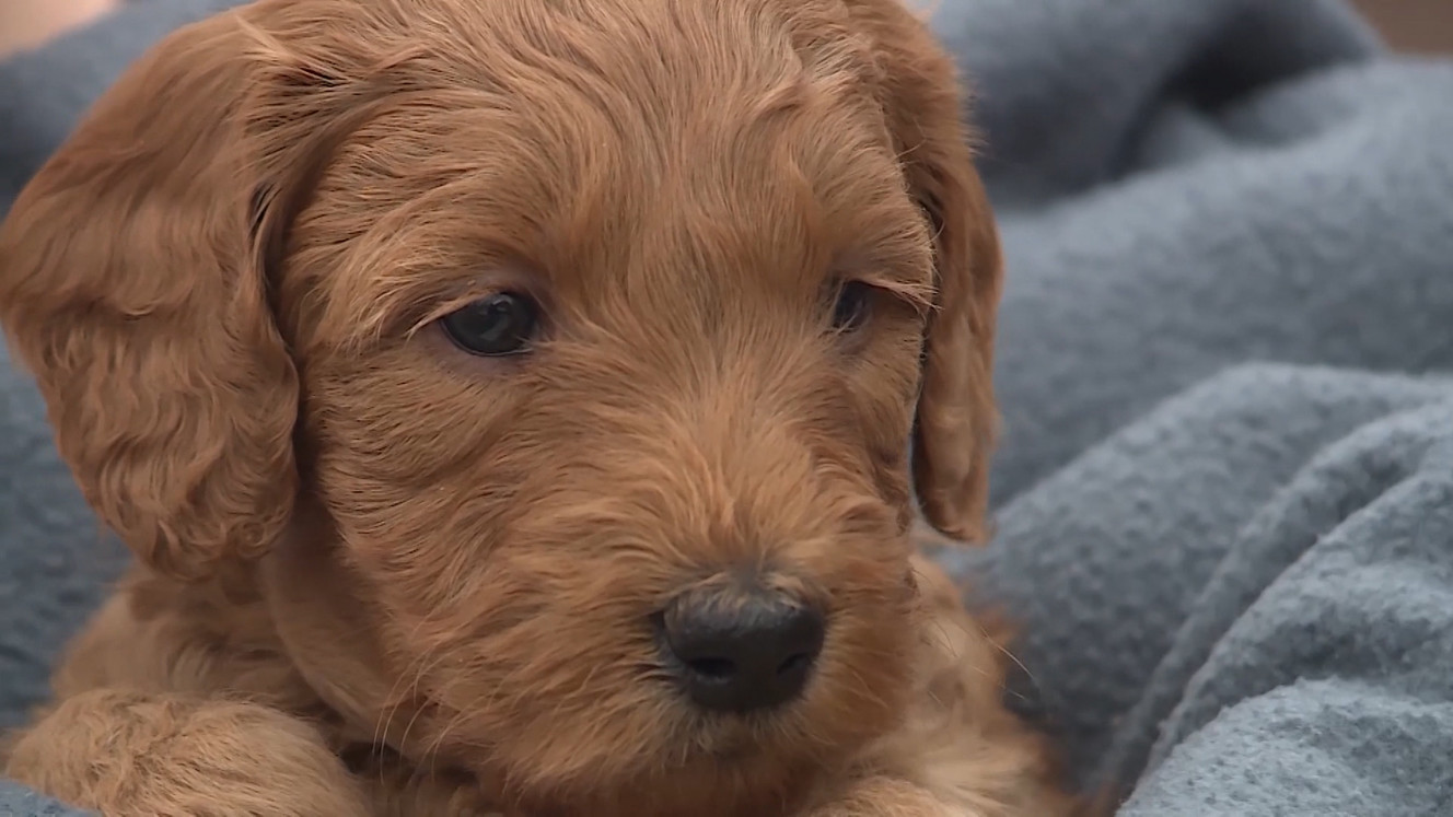 A Woods Cross family shared their gratitude on Friday, April 6, 2018, for the neighbors who reported a fire at their home and the first responders who rescued eight puppies from the garage. (Photo: Mike DeBernardo, KSL TV)