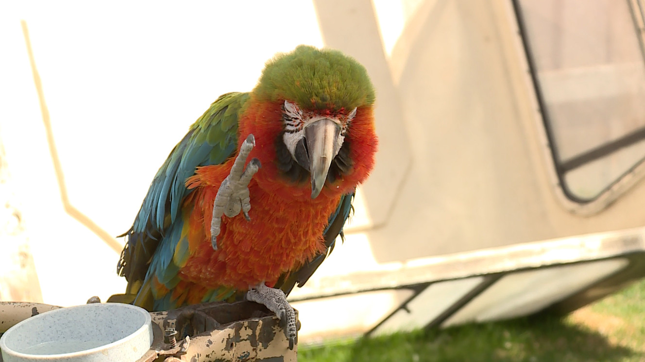 A parrot waves to Richard Womack at ASAP Utah in West Valley on April 3rd, 2018. (Photo: Ray Boone, KSL TV)
